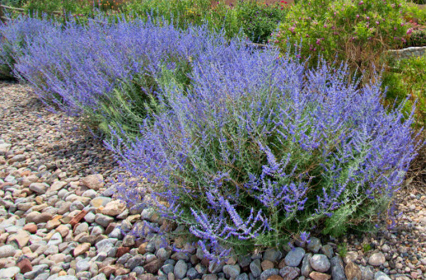 Perennials, McDonald Garden Center