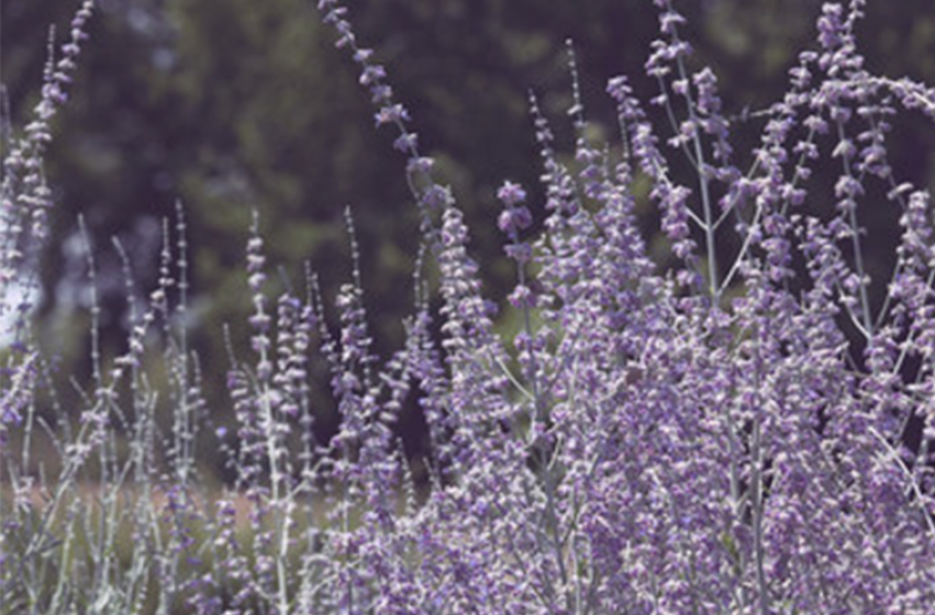 Perennials, McDonald Garden Center