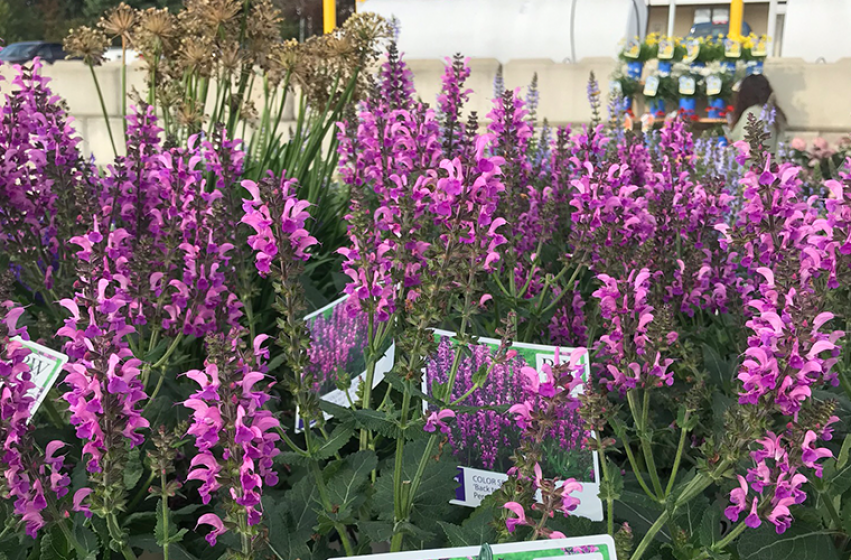 Perennials, McDonald Garden Center