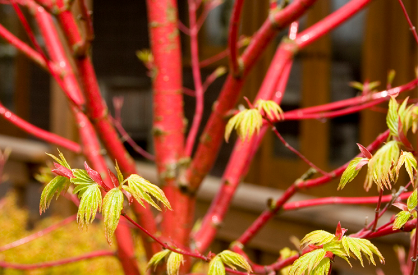 Japanese Maples, McDonald Garden Center