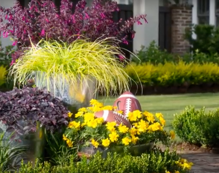 Evercolor® ‘Everillo’ Carex great in containers