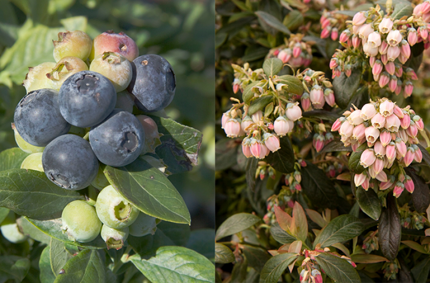 Trees & Shrubs, McDonald Garden Center