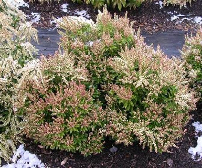 Trees & Shrubs, McDonald Garden Center