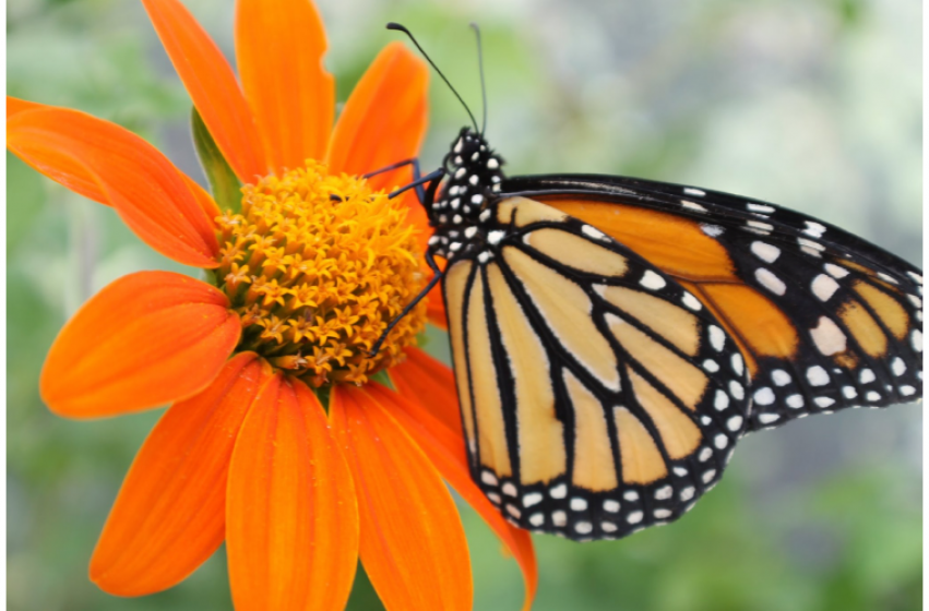 Butterfly Gardens, McDonald Garden Center