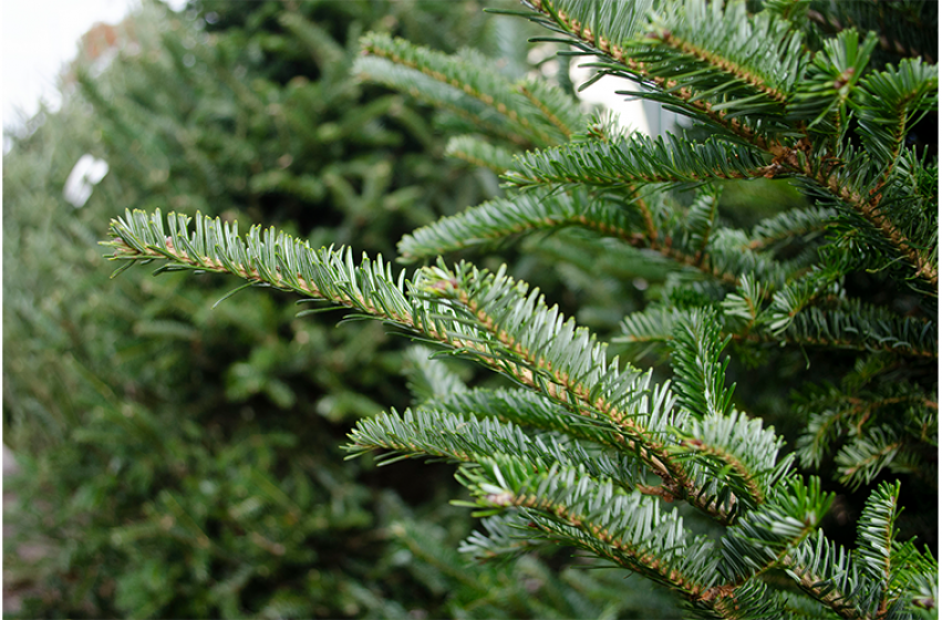 Fresh Cut Christmas Trees, McDonald Garden Center