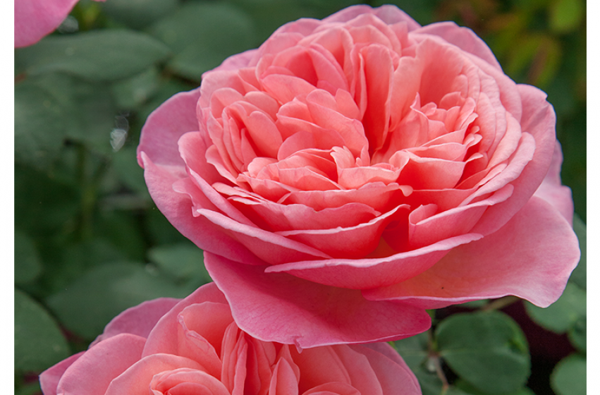 Roses, McDonald Garden Center