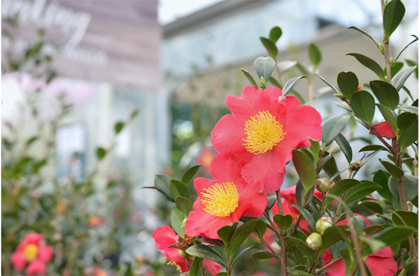 Camellias, McDonald Garden Center