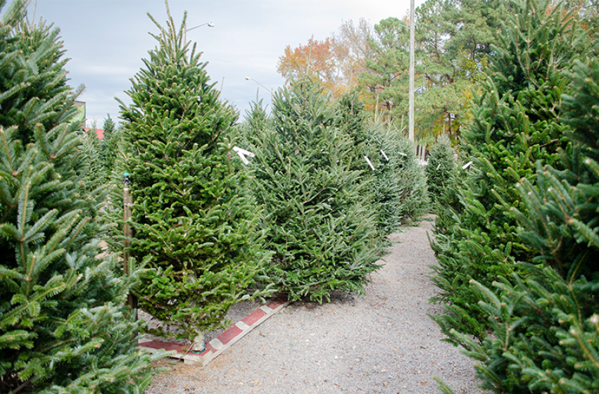 Fresh cut christmas trees sale