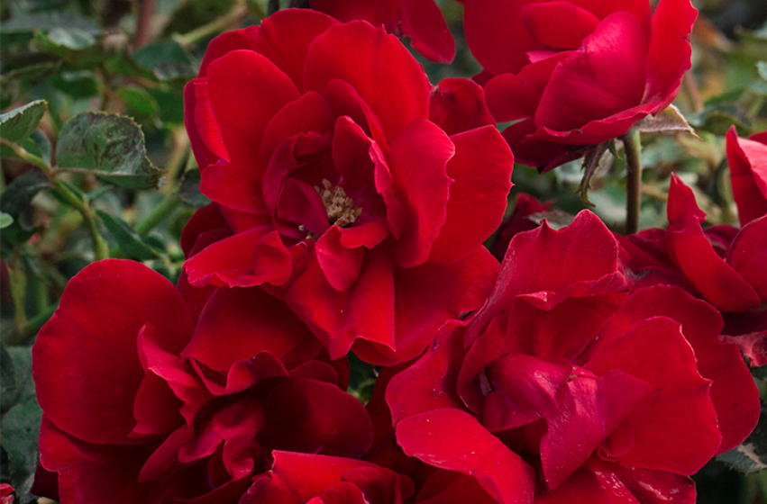 Roses, McDonald Garden Center