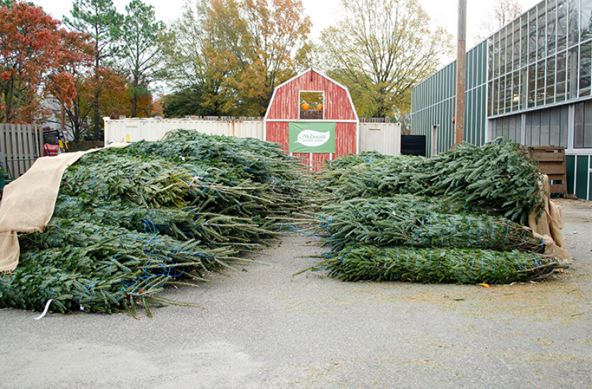 Fresh Cut Christmas Trees, McDonald Garden Center