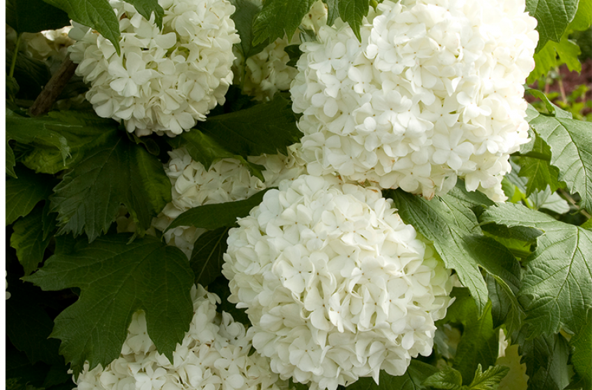 Trees & Shrubs, McDonald Garden Center