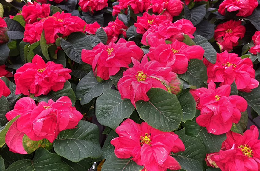 Poinsettias, McDonald Garden Center