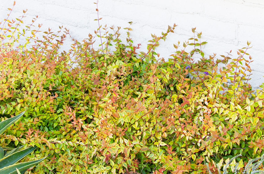 Trees & Shrubs, McDonald Garden Center