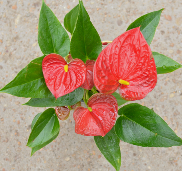 Houseplants, McDonald Garden Center