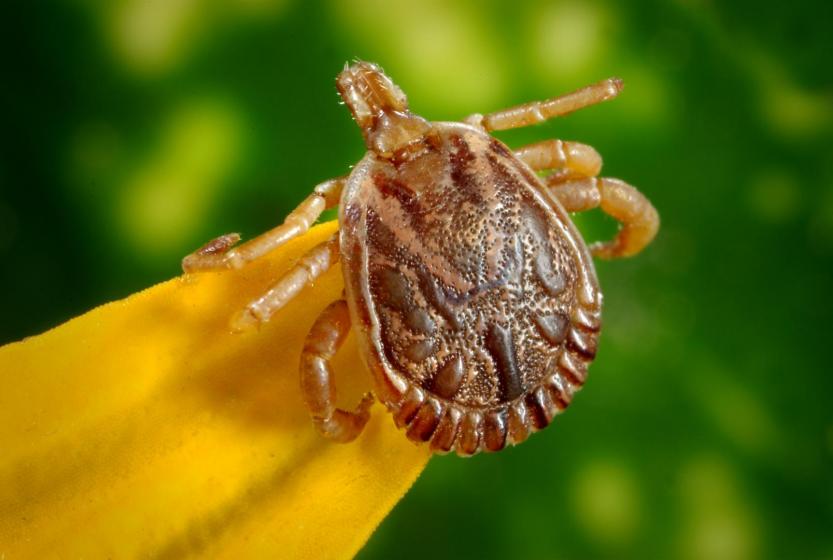 How to Deter & Prevent Ticks in the Landscape