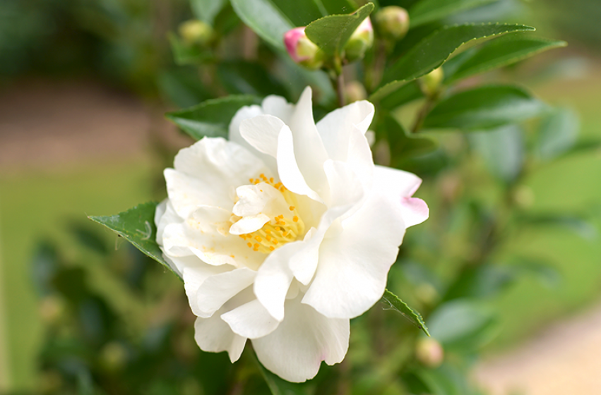 Trees & Shrubs, McDonald Garden Center, Landscaping Plants