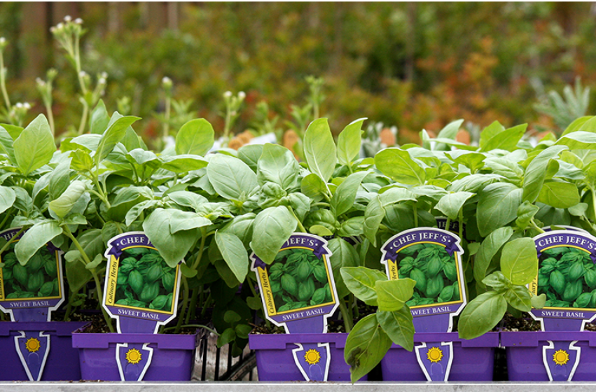 Herbs, McDonald Garden Center