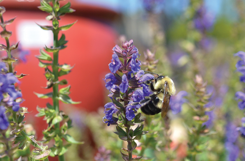 National Pollinators Week, McDonald Garden Center