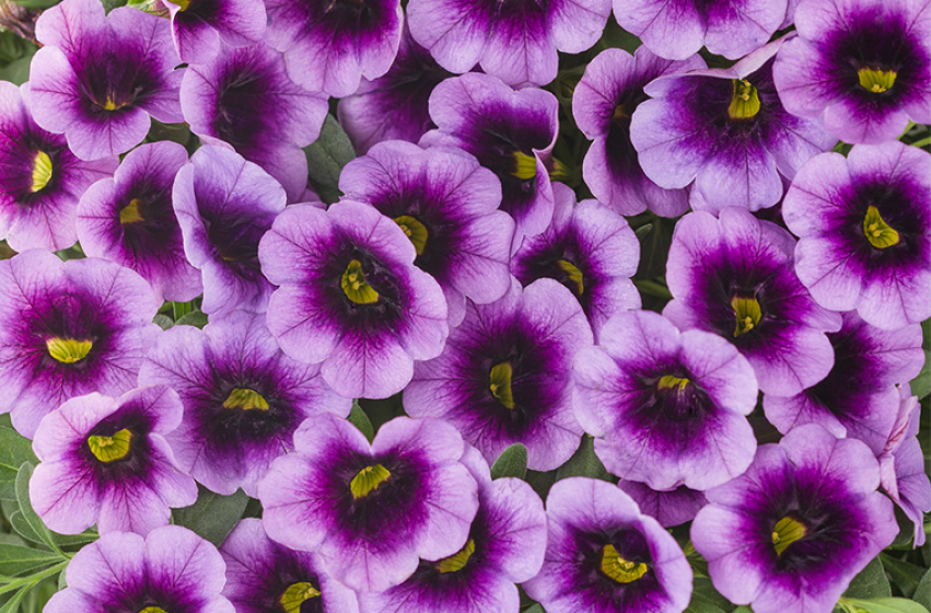 Annuals, McDonald Garden Center