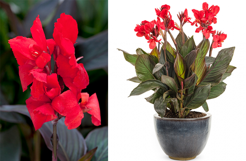 Flower Seeds Canna Lily Seeds - Tropical Bronze Scarlet Canna