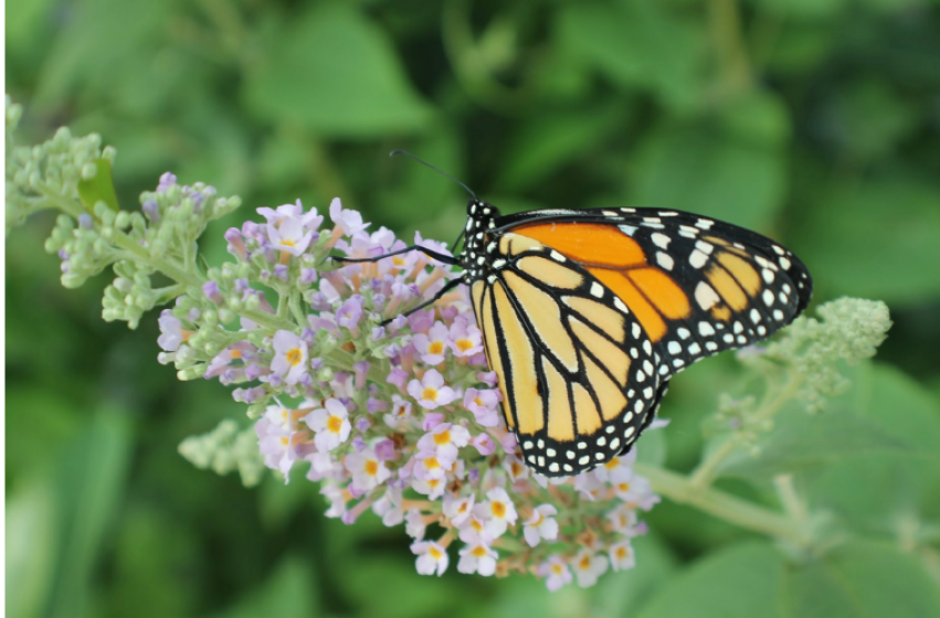 Butterfly Gardens, McDonald Garden Center