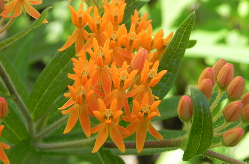 Butterfly Weed, McDonald Garden Center