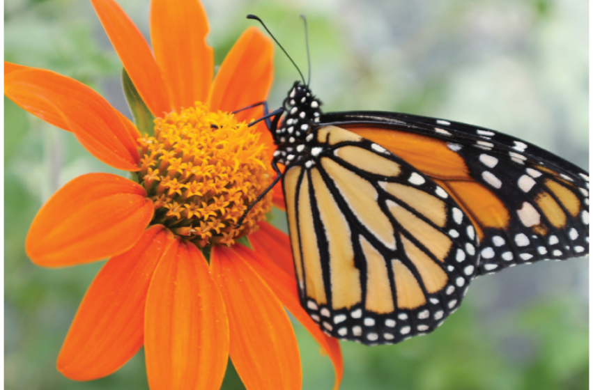 National Pollinators Week, McDonald Garden Center