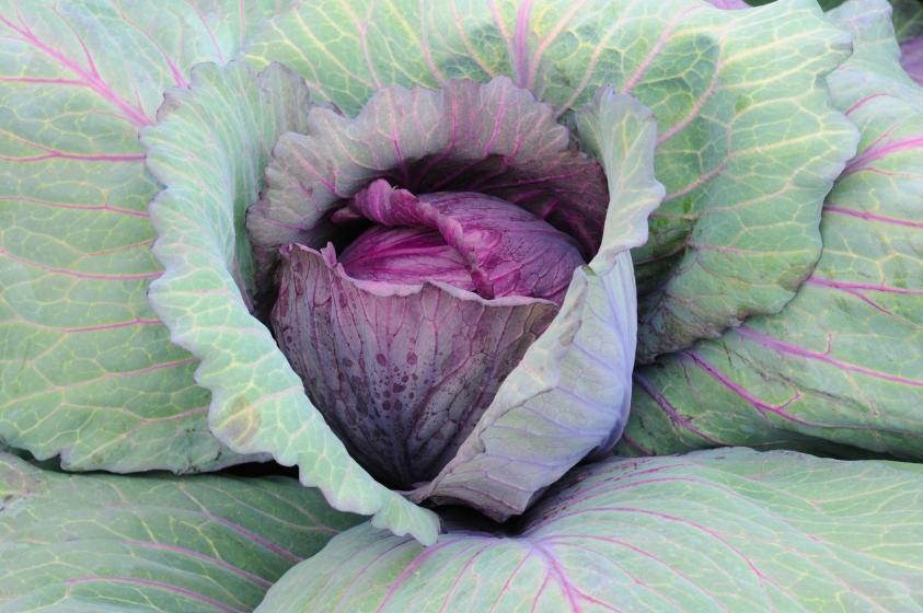 Purple Cabbage, McDonald Garden Center