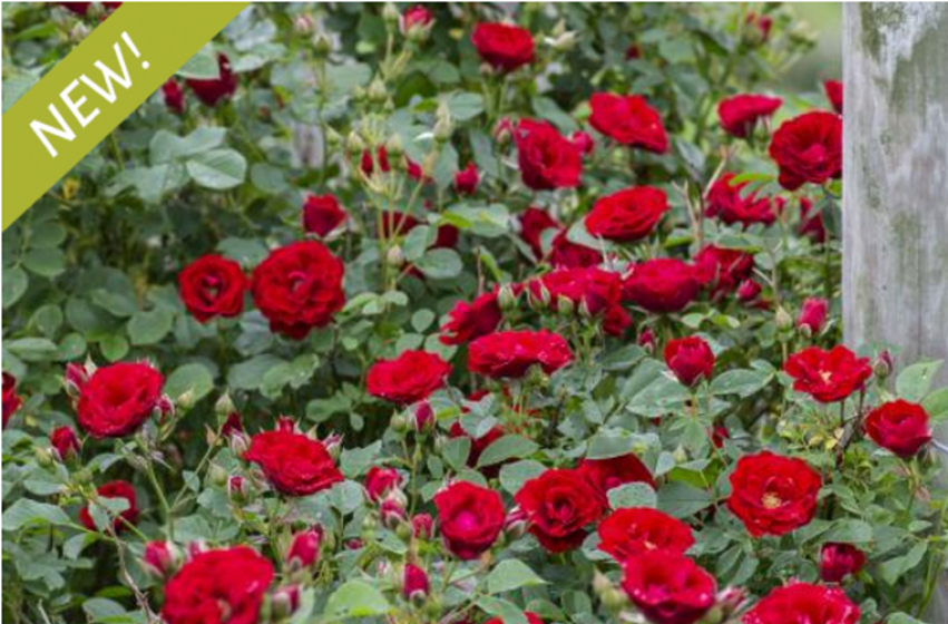 Roses, McDonald Garden Center