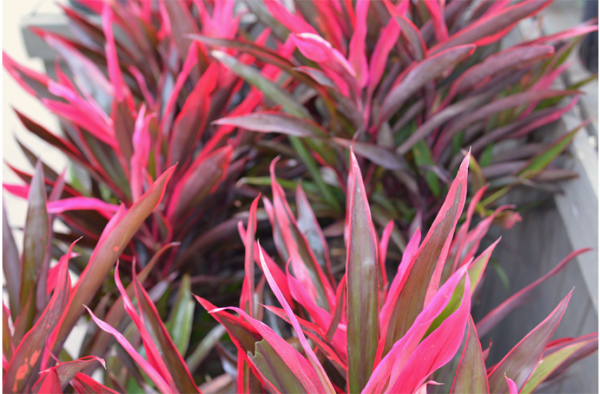 Tropical Houseplants, McDonald Garden Center