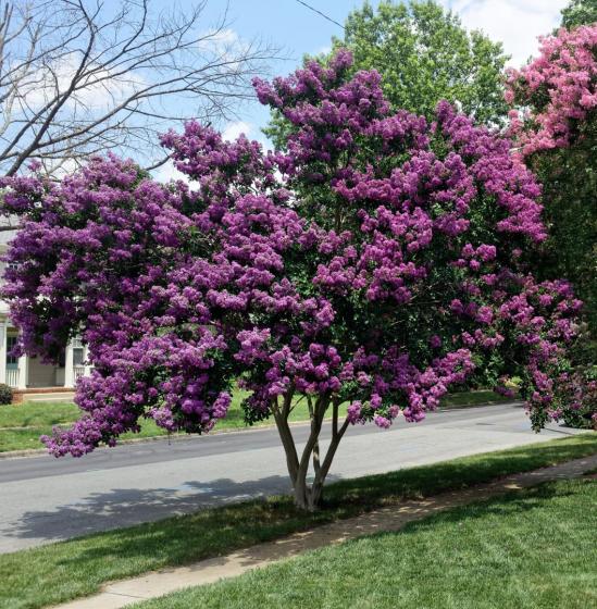 Crepe Myrtles, McDonald Garden Center