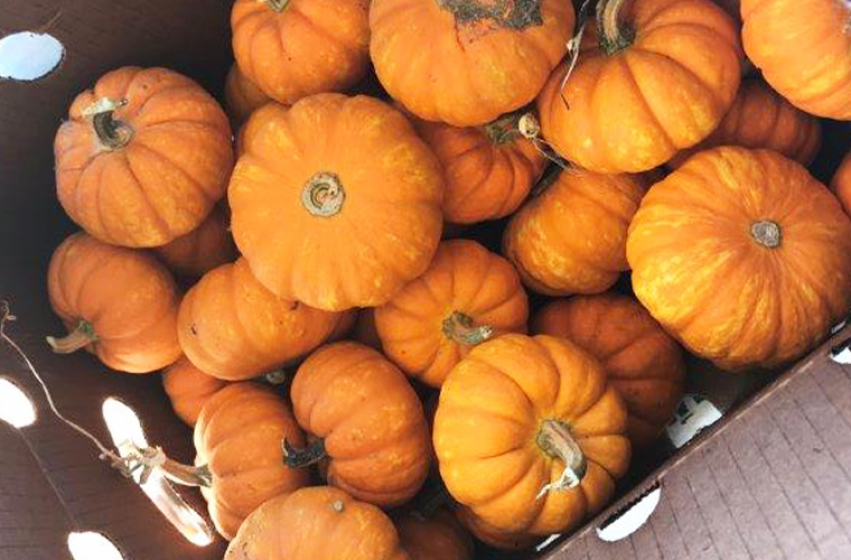 Pumpkins, McDonald Garden Center