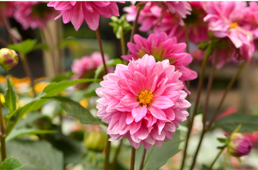 Annuals, McDonald Garden Center