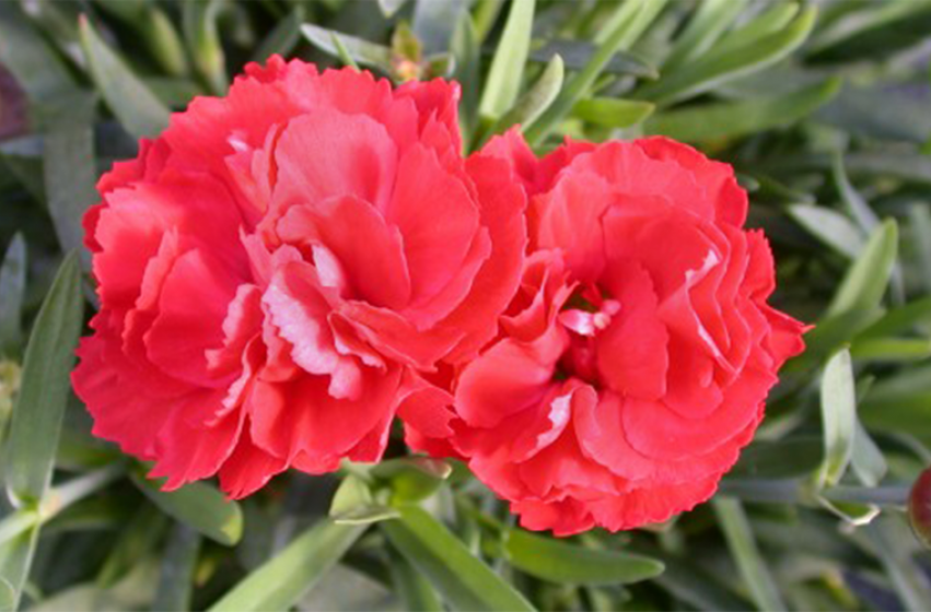 Perennials, McDonald Garden Center