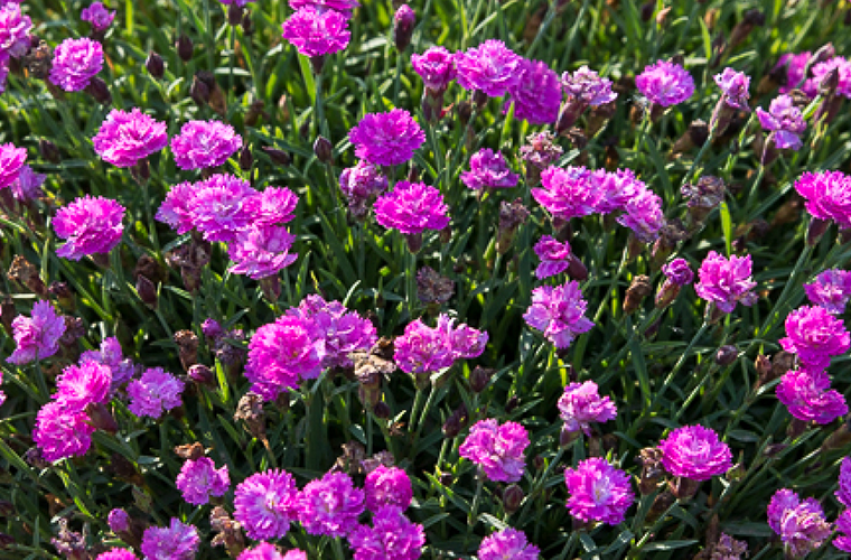 Perennials, McDonald Garden Center