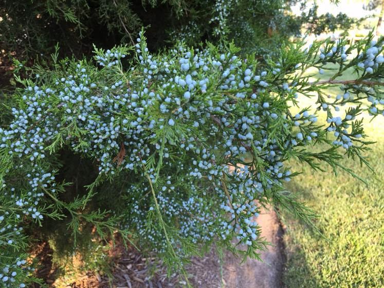 Eastern Red Cedar, Memory Garden