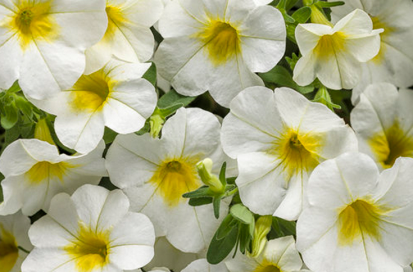 Annuals, McDonald Garden Center