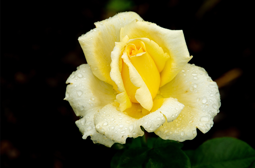 Roses, McDonald Garden Center