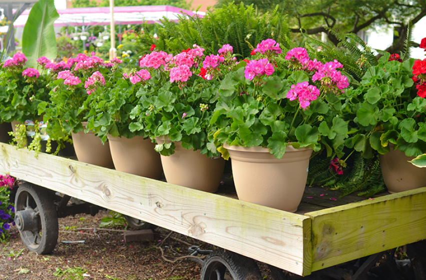 Annuals, McDonald Garden Center