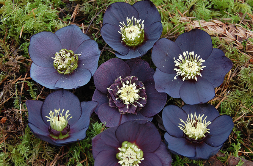 Perennials, McDonald Garden Center