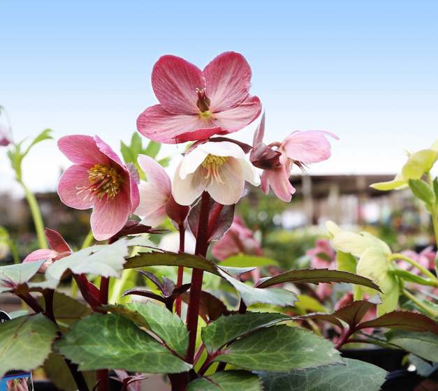 Perennials, McDonald Garden Center