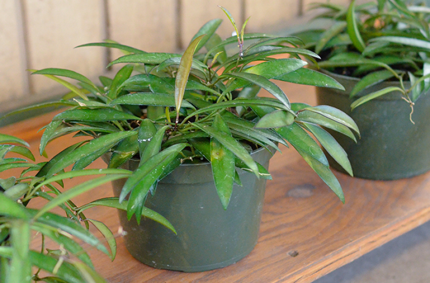 Houseplants, McDonald Garden Center