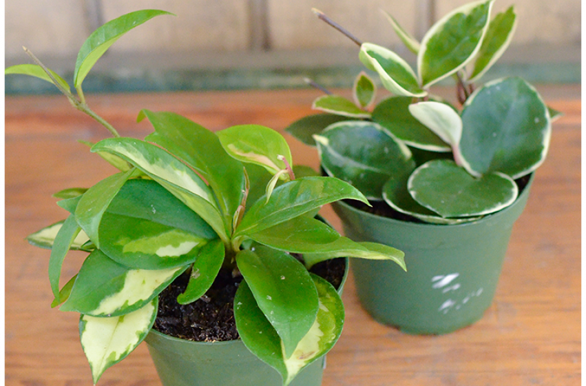 Houseplants, McDonald Garden Center