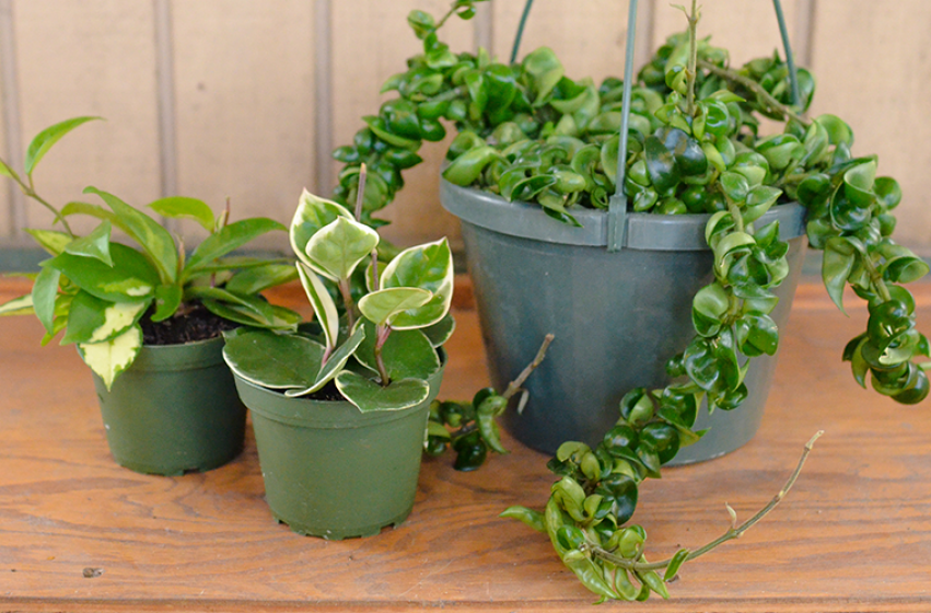 Houseplants, McDonald Garden Center