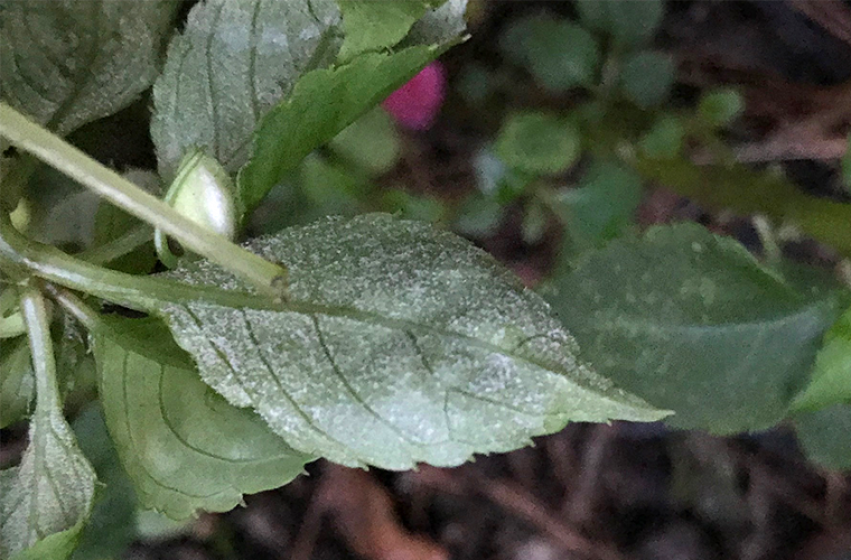 Impatiens Downy Mildew, McDonald Garden Center