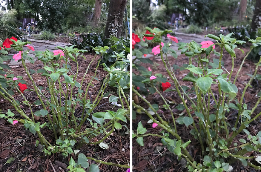 Impatiens Downy Mildew, McDonald Garden Center