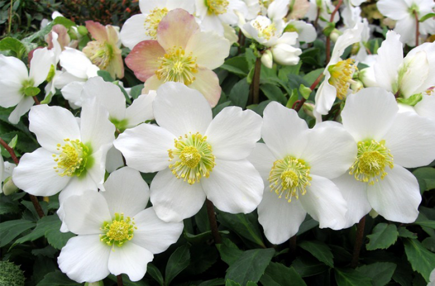 Perennials, McDonald Garden Center