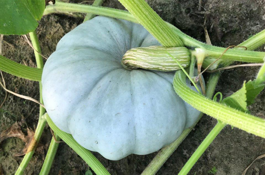 Pumpkins, McDonald Garden Center