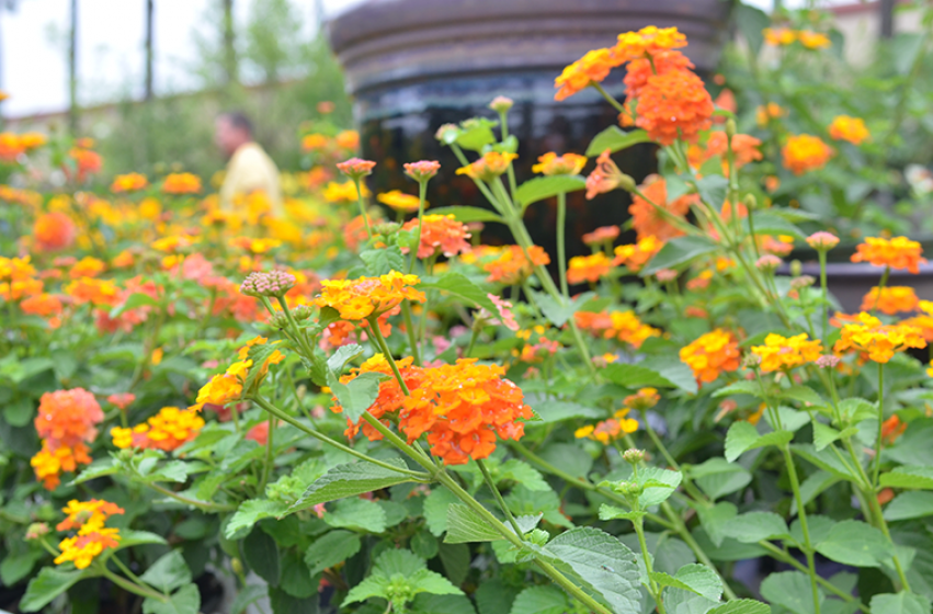 Butterfly Gardens, McDonald Garden Center