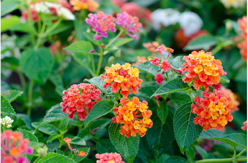 Annuals, McDonald Garden Center